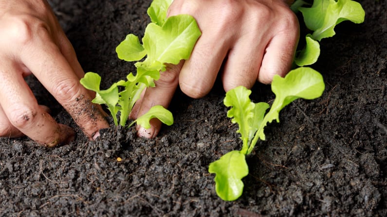 a gardener succession planting lettuce