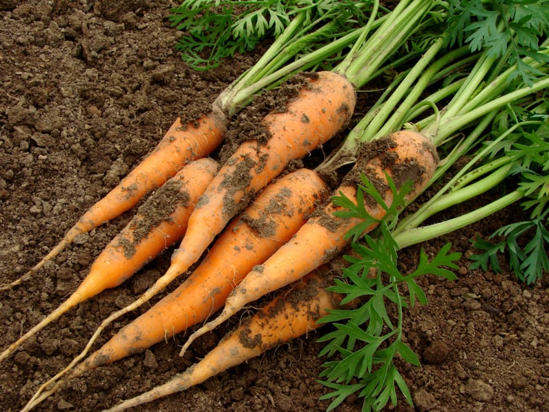 carrots growing in a garden