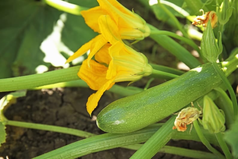 zucchini growing in a garden