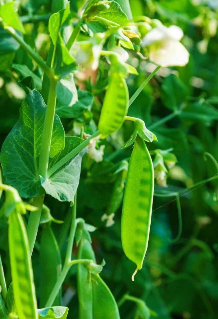 snow peas growing in a garden