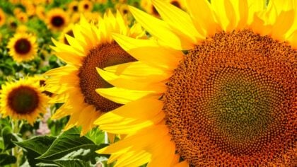 sunflowers growing in full sun