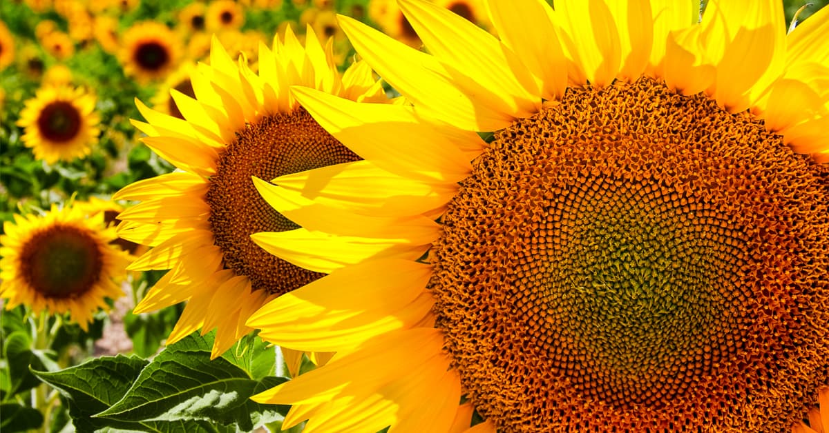 What is Full Sun, Partial Sun, and Part Shade? (How to Grow Happy Plants)