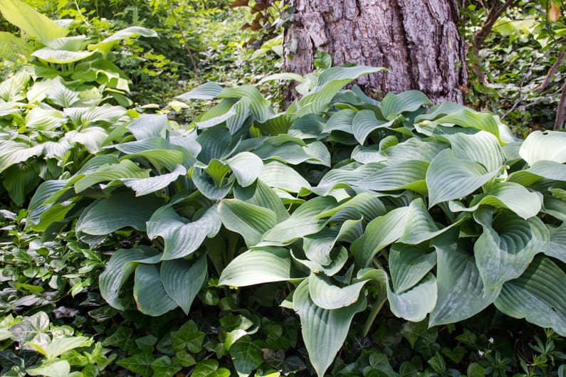 hostas growing in partial shade