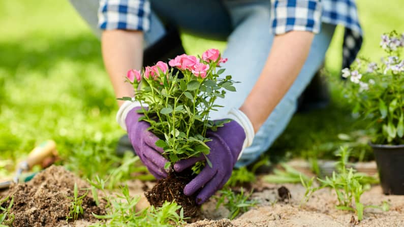 a woman planting flowers in august