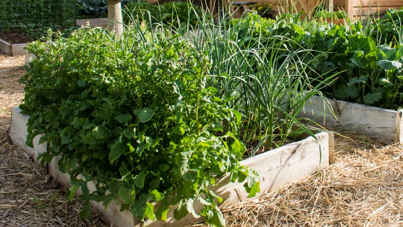 vegetables growing in a fall garden