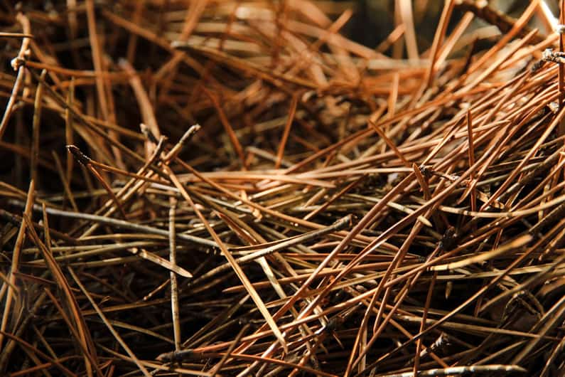 pine straw - pine needles used as an organic mulch