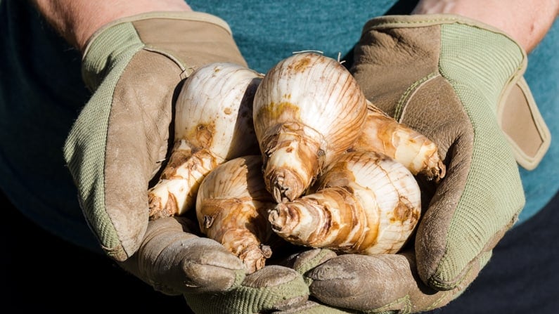 a gardener holding daffodil bulbs