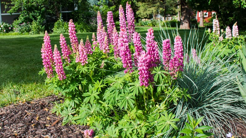 lupines growing in a weed-free garden surrounded by mulch